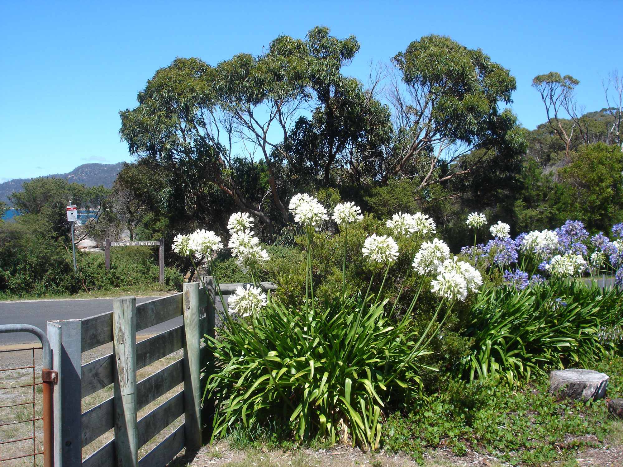 Bicheno Tasmania Australia